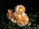 Polka 91-2.jpg